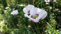 Giverny - white poppies