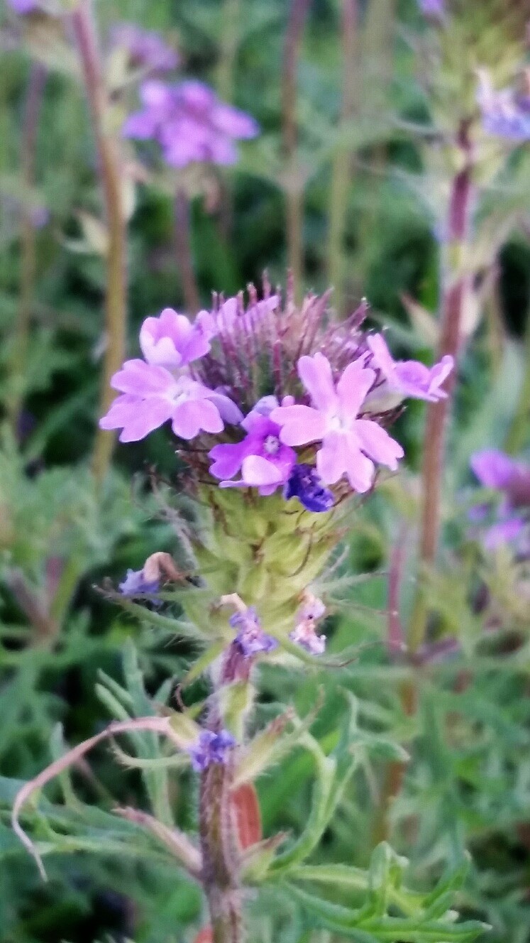 close up of purple blossoms