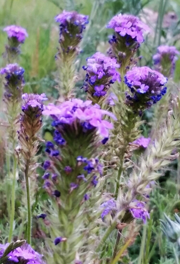 purple wildflowers blown in the wind